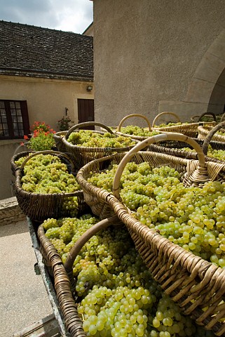 Traditional wicker baskets of harvested Chardonnay grapes from Corton Charlemagne vineyard outside Chteau Corton Grancey of Louis Latour AloxeCorton Cte dOr France   Cte de Beaune Grand Cru
