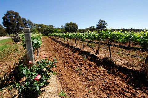 Vineyard at Thalgara Estate Pokolbin Lower Hunter Valley New South Wales Australia