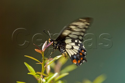 Dainty Swallowtail butterfly Papilio anactus New South Wales Australia