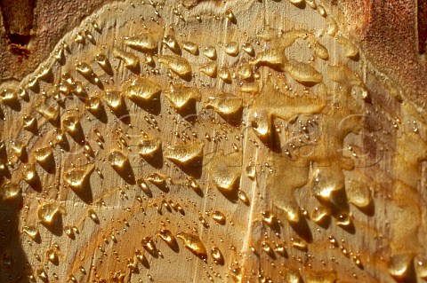Pine resin used for traditional retsina wine production seeping from a tree in woods near Kouvaras village Greece Attica