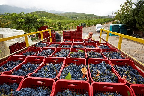 Harvest of Xinomavro grapes at the KirYianni winery Naoussa Macedonia Greece Naoussa