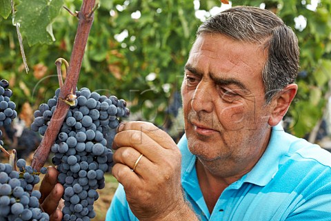 Chrisohou Estate Keimis Chrisohoou with Xinomavro grapes Strantza Macedonia Greece Naoussa