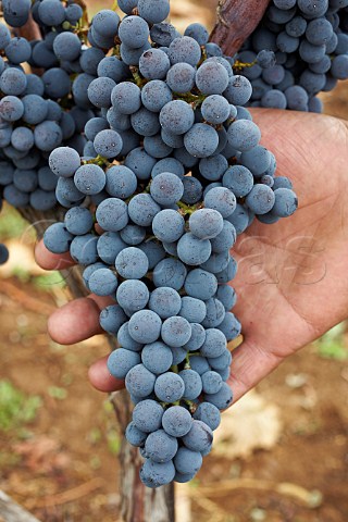 Xinomavro grapes at Chrisohou Estate Strantza Macedonia Greece Naoussa