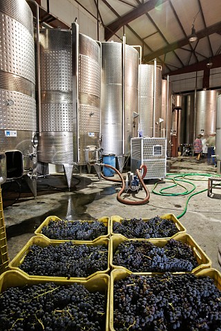 Crates of harvested Xinomavro grapes at Chrisohou Estate Strantza Macedonia Greece Naoussa
