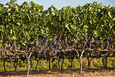 Vineyards with Xinomavro grapes at Naoussa Macedonia Greece Naoussa
