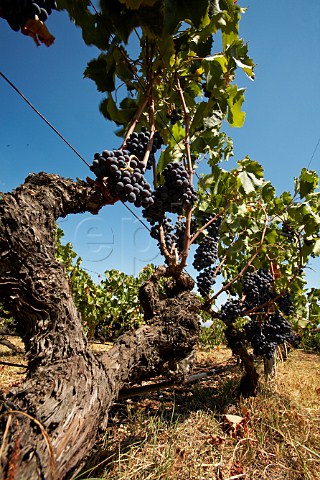 Old Xinomavro vines at Chateau Pegasus Pola Nera Macedonia Greece Naoussa