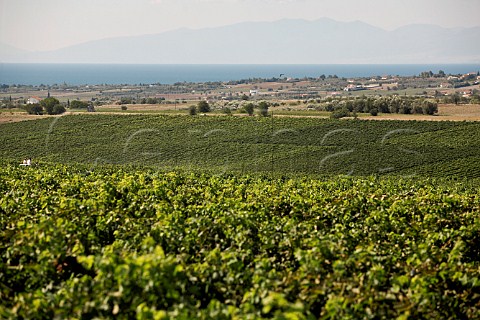 Vineyards at Gerovassiliou Winery with the Aegean Sea in the background Epanomi Thessaloniki Macedonia Greece Thessaloniki
