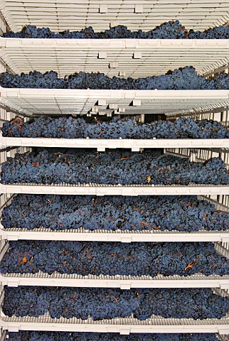 Drying Sagrantino grapes for Passito at Perticaia Montefalco Umbria Italy  Sagrantino di Montefalco