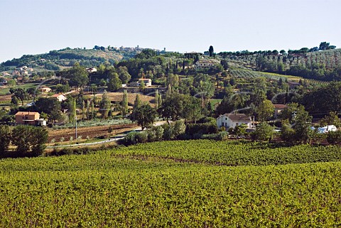 Arnaldo Caprai estate vineyards at Montefalco Umbria Italy Sagrantino di Montefalco DOCG