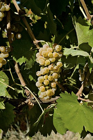 Sagrantino Bianco grapes in vineyard of Arnaldo Caprai Montefalco Umbria Italy Sagrantino di Montefalco DOCG