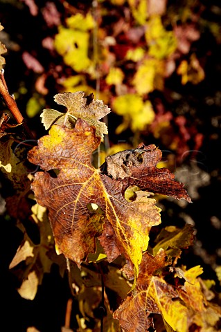 Autumn vine leaf in vineyard of Domaine de Chevalier Lognan Gironde France PessacLognan  Bordeaux