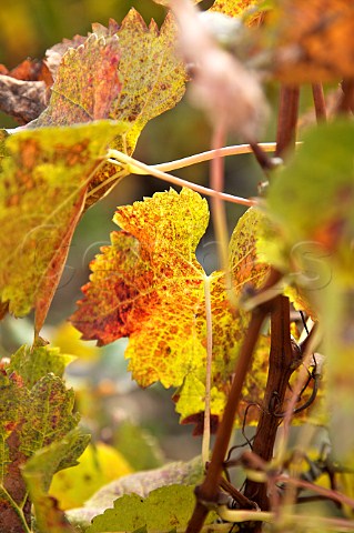 Autumn vine leaf at Chteau GrandCorbinDespagne Stmilion Gironde France