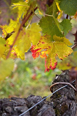 Autumn vine leaf at Chteau GrandCorbinDespagne Stmilion Gironde France