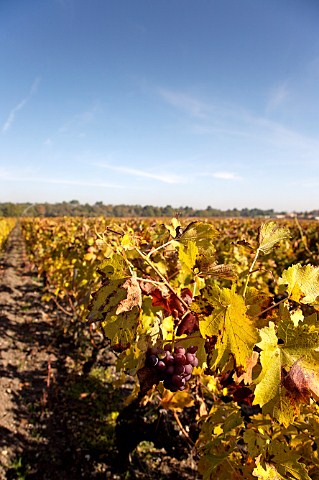 Vineyard of Domaine de Chevalier Lognan Gironde France PessacLognan  Bordeaux