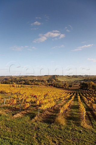 Vineyard of Chteau de Pic Langoiran Gironde France Premires Ctes de Bordeaux