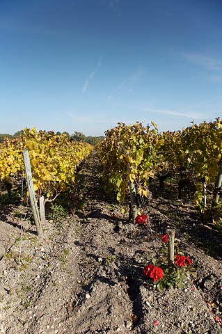 Rose bush at end of vine row in vineyard of Domaine de Chevalier Lognan Gironde France PessacLognan  Bordeaux