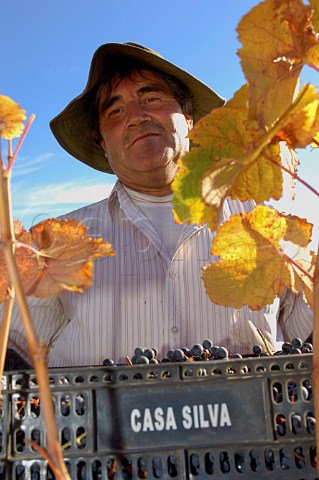 Picker carrying crate of Cabernet Sauvignon grapes in vineyard of Casa Silva Colchagua Chile