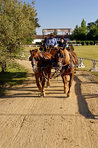 Horse and carriage tourist ride at Viu Manent Colchagua Valley Chile