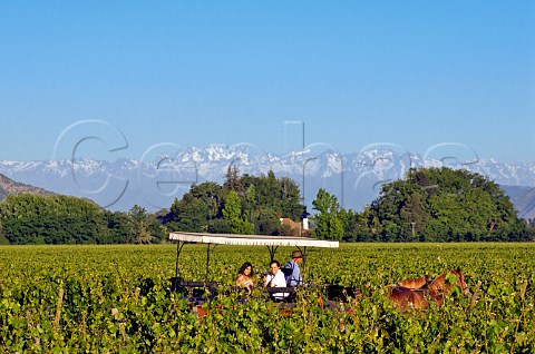 Horse and carriage tourist ride in vineyards of at Viu Manent with snowcapped Andes mountains in the distance Colchagua Valley Chile Rapel
