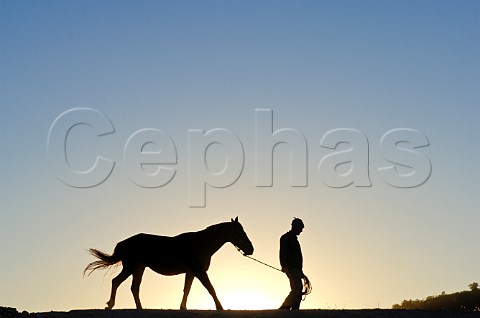 Silhouette of man and horse in vineyard of Luis Felipe Edwards Colchagua Valley Chile Rapel