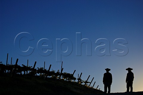 Silhouette of workers in vineyard of Luis Felipe Edwards Colchagua Valley Chile Rapel