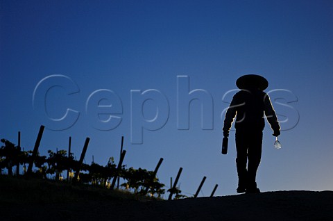 Silhouette of worker in vineyard of Luis Felipe Edwards Colchagua Valley Chile Rapel