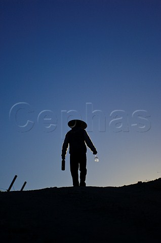 Silhouette of worker in vineyard of Luis Felipe Edwards Colchagua Valley Chile Rapel