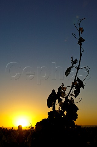 Sunrise over Malbec vineyard of OFournier Mendoza Argentina