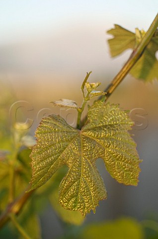 Malbec vine leaf in vineyard of OFournier Mendoza Argentina