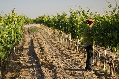 Worker in Malbec vineyard of OFournier Mendoza Argentina
