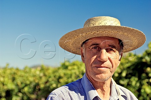 Worker wearing traditional chupalla straw hat in vineyard of Luis Felipe Edwards Colchagua Valley Chile Rapel