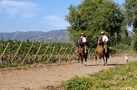 Huasos wearing traditional chupalla straw hats riding in vineyard of Luis Felipe Edwards Colchagua Valley Chile Rapel