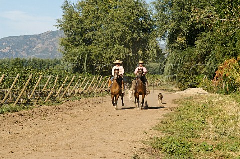 Huasos riding in vineyard of Luis Felipe Edwards Colchagua Valley Chile Rapel
