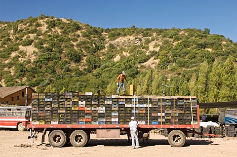 Vineyard workers stacking crates of Sauvignon Blanc grapes at Luis Felipe Edwards winery Colchagua Valley Chile Rapel