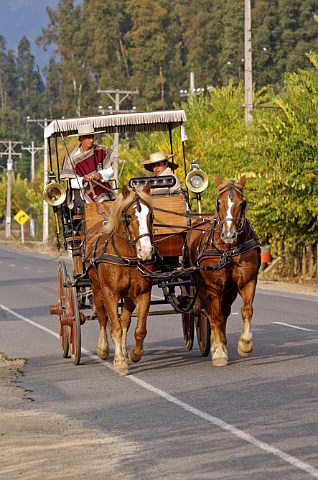 Horses and carriage Colchagua Valley Chile