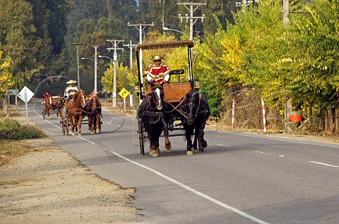 Horses and carriages Colchagua Valley Chile