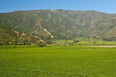 Vineyards of Via La Rosa Cachapoal Valley Chile Rapel
