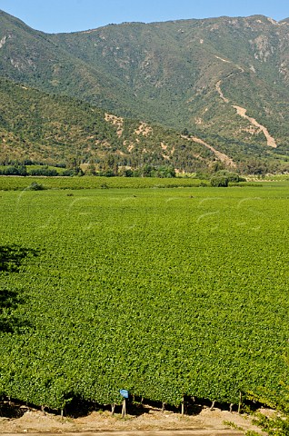 Vineyards of Via La Rosa Cachapoal Valley Chile Rapel