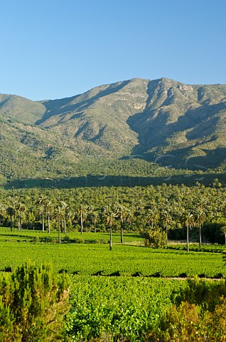 Chilean Palms in La Palmeria vineyards of Via la Rosa Cachapoal Valley Chile Rapel