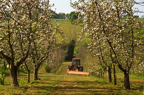 Tractor mowing grass in cider apple orchard during spring blossom Vale of Evesham Blossom Trail Worcestershire England