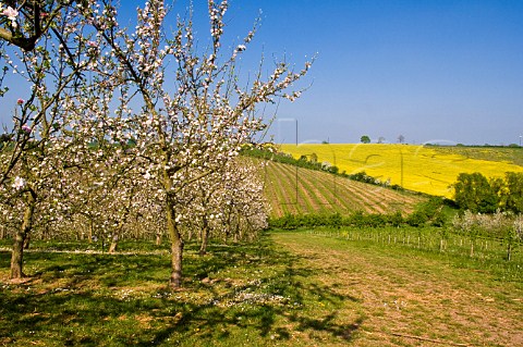 Cider apple orchard in blossom and field of oil seed rape Vale of Evesham Worcestershire England