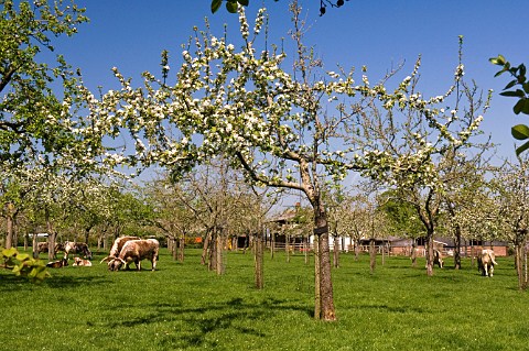 Cattle in orchard of Sheppys Cider near Taunton Somerset England
