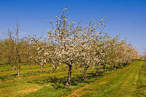 Cider apple trees in blossom at Stewley Orchard Somerset England