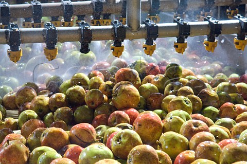 Cider Apples being washed and processed at Thatchers cider Sandford  Somerset England