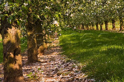 Spring blossom in cider apple orchard Almondsbury Avon England