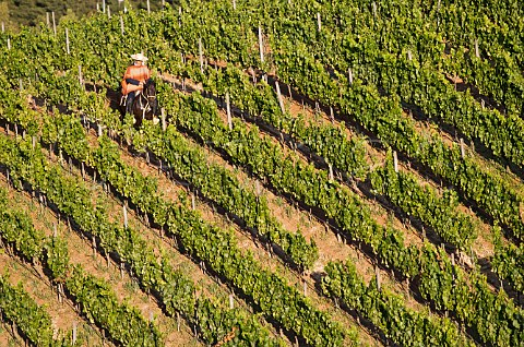 Huaso riding through Chardonnay vineyard of Lapostolle Casablanca valley Chile