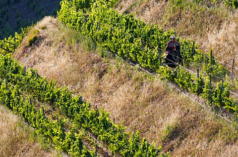 Huaso on horse in terraced Pinot Noir vineyards of Lapostolle Casablanca Valley Chile