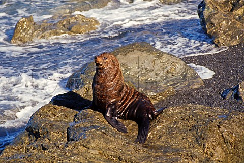 New Zealand Fur Seal Arctocephalus forsteri Cape Palliser North Island New Zealand