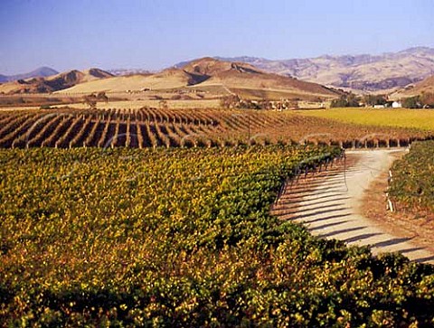 Vineyards at Los Olivos with the San Raphael Mountains in distance  Santa Barbara Co California   Santa Ynez Valley