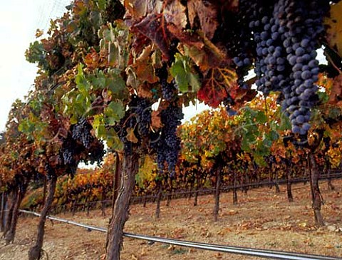 Merlot grapes of Opolo Vineyards Paso Robles  California